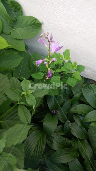 꽃,화분,식물,plant,잎,식물,자연,plants,nature,꽃,flower