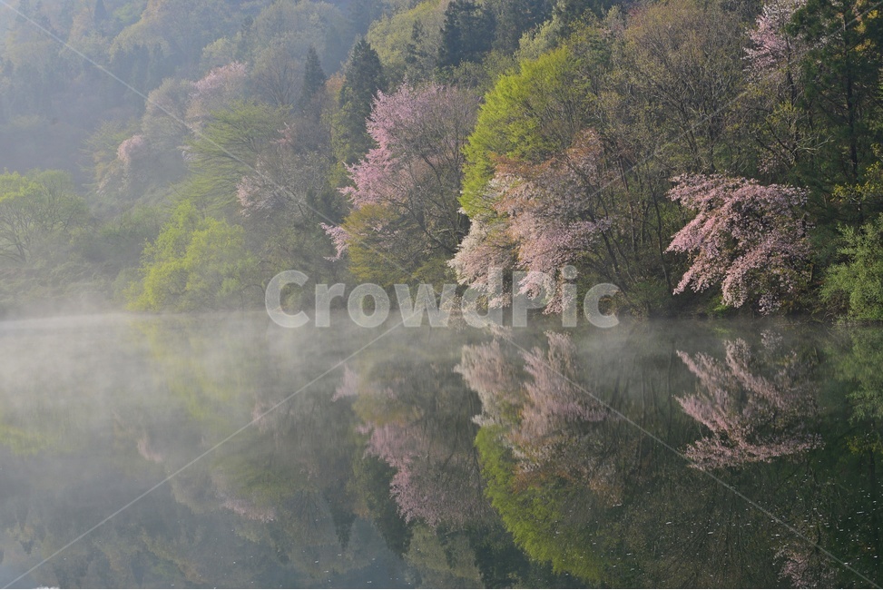 전남,화순,세량지,세량제,저수지,벚꽃,산벚꽃,봄,계절,반영,물안개,여명,아침,nature,자연,outdoors,옥외,water,물,plant,식물,fir,전나무,tree,나무,weather,날씨,경치,경관,풍경