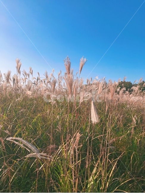 제주도,갈대,자연,풍경,하늘,제주,들판,풀,환경,풀숲,가을,계절,fall,autumn,season,자연,풍경,nature,landscape,grass,잔디,plant,식물,lawn