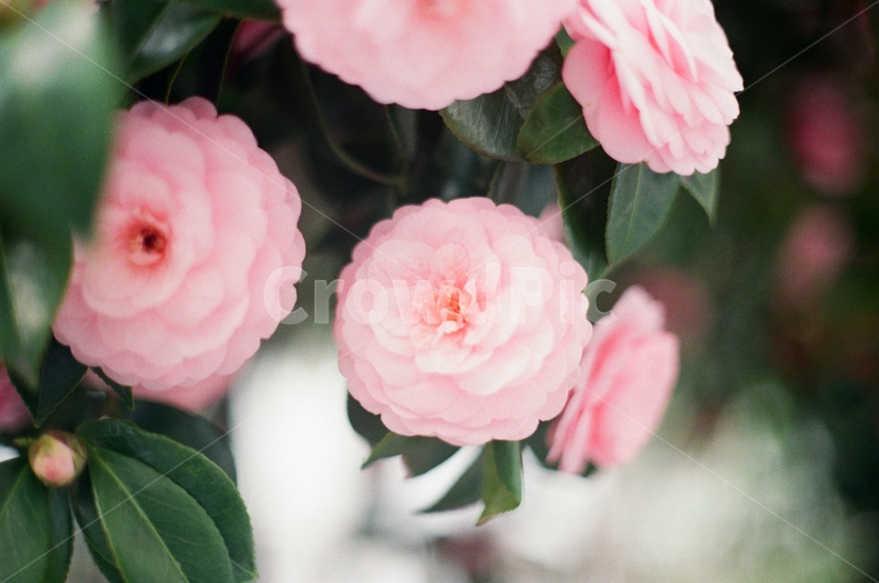 꽃,봄,식물,flower,spring,식물,자연,plants,nature,꽃,flower,감성,sensible,feeling