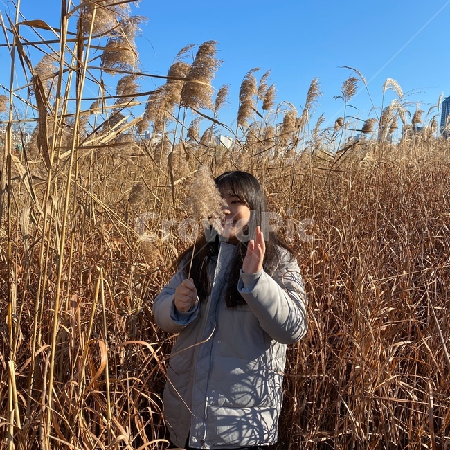 갈대,가을,분위기,가을여자,신남,plant,식물,grass,잔디,food,produce,happy,mood,자연,nature
