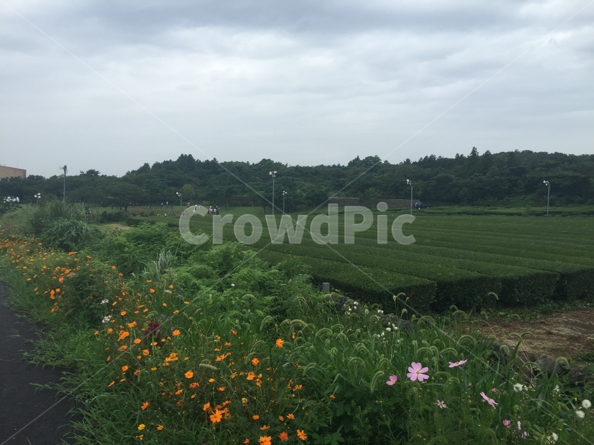 제주도,녹차밭,구름,여름,경치,자연,풍경,nature,landscape,grassland,목초지,field,들,outdoors,옥외,rural,농촌,farm,농장,meadow