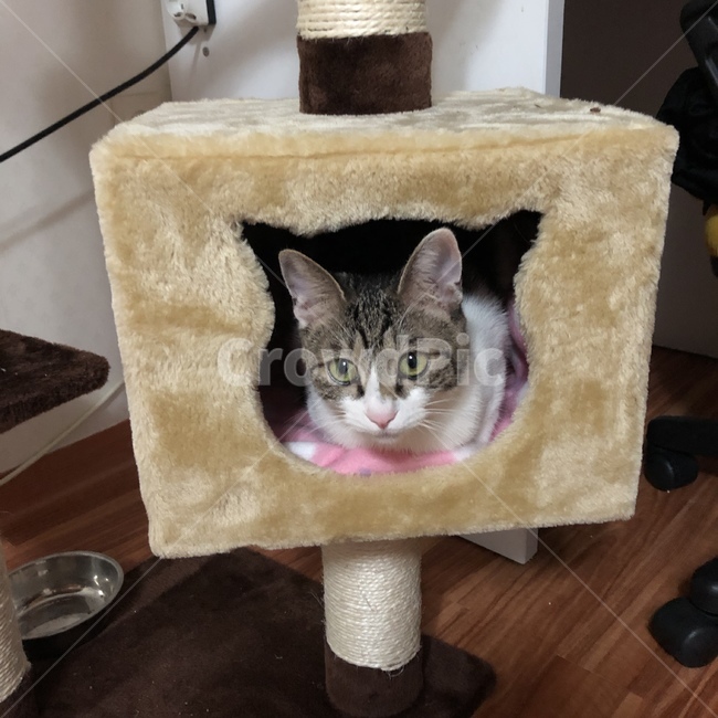 고양이,냥이,야옹이,동물,고등어태비,코리안숏헤어,코숏,아기고양이,동물,animal,고양이,cat,kitten,kitty