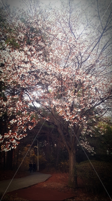 봄,벚꽃,힐링,나무,풍경,landscape,cherryblossom,spring,tree