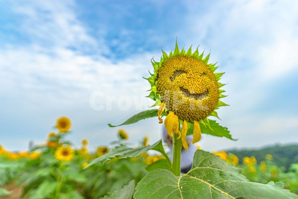 해바라기,웃는해바라기,여름꽃,꽃,긍정,해피,웃는얼굴,식물,자연,plants,nature,꽃,flower