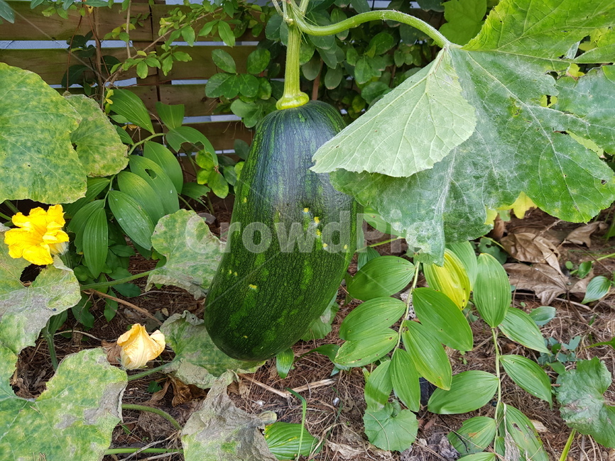 호박,식물,plant,호박열매,호박잎,식물,자연,plants,nature