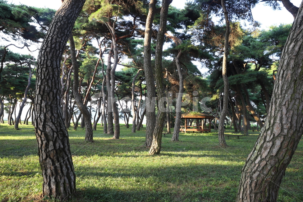 plant,식물,tree,나무,숲,grove,pinetree,소나무,나무줄기,treetrunk,식물,자연,plants,nature,나무,trees,wood