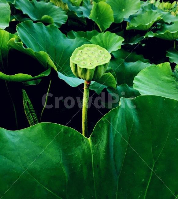 연꽃,연잎,연꽃밭,연꽃씨,꽃,식물,자연,plants,nature,꽃,flower
