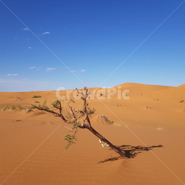 사막,desert,나무,나뭇가지,홀로,희망,자연,풍경,nature,landscape,해외,외국,세계,foreign,oversea,world,세계자연풍경,해외자연풍경,외국자연풍경,world nature landscape,soil,흙,sand,모래,outdoors,옥외,dune,모래 언덕
