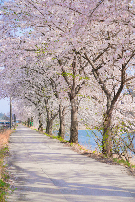 cherryblossoms,벚꽃,봄,꽃,꽃축제,순천만정원,순천,서천,핑크,분홍,핑크블라썸,시골,시골길,한적,산책,봄,계절,spring,season,자연,풍경,nature,landscape,한국자연풍경,한국자연경관,korea nature landscape,시골,마을,country,rural,town,휴식,힐링,rest,relaxation,healing,plant,식물,blossom,flower,cherry blossom