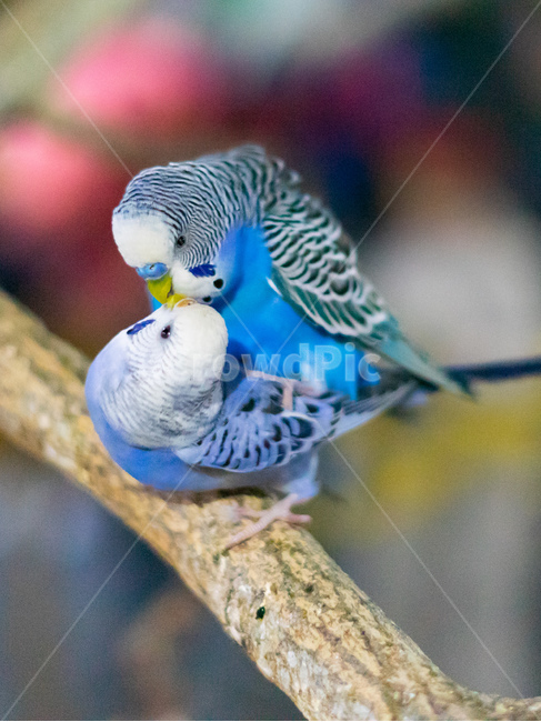 잉꼬부부,잉꼬,사랑,짝짓기,사랑앵무,앵무새,동물,새,동물,animal,조류,새,birds