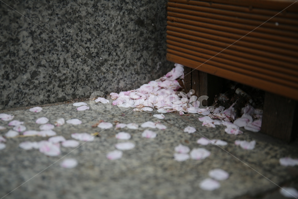 벚꽃,떨어진꽃잎,벚꽃잎,봄,식물,봄,계절,spring,season,flower,꽃,blossom,petal,꽃잎,plant
