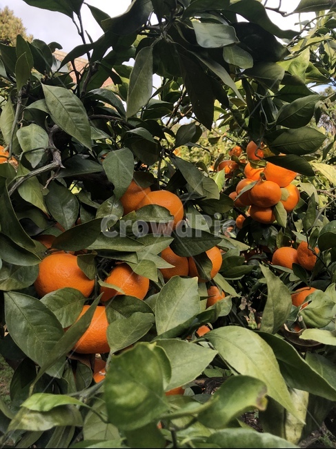 제주,제주도,제주귤,귤,감귤,과일,food,fruit,plant,과일,열매,fruit