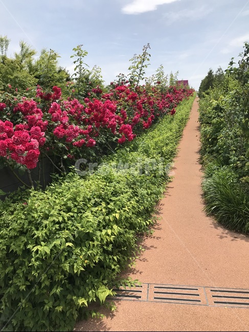 장미꽃,꽃길,장미꽃길,산책로,식물,옥외,outdoors,plant,하늘