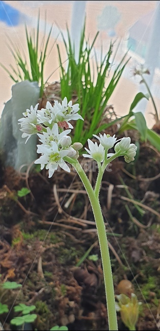 꽃,자연,아름다움,식물,개화,활짝,flower,플라워