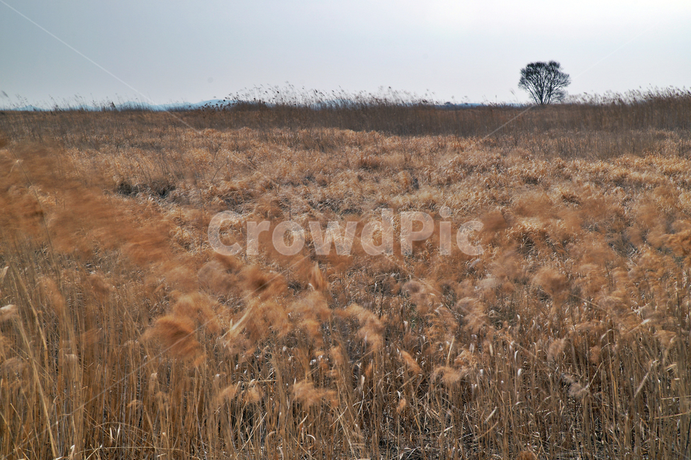 우음도,시화호,시화방조제,화성시,갈대밭,초원,간척지,자연,풍경,nature,landscape