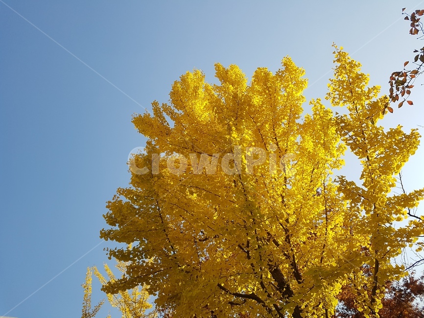 식물,tree,나무,가을,감성,은행나무,자연,하늘,가을,계절,fall,autumn,season,나무,trees,wood,plant