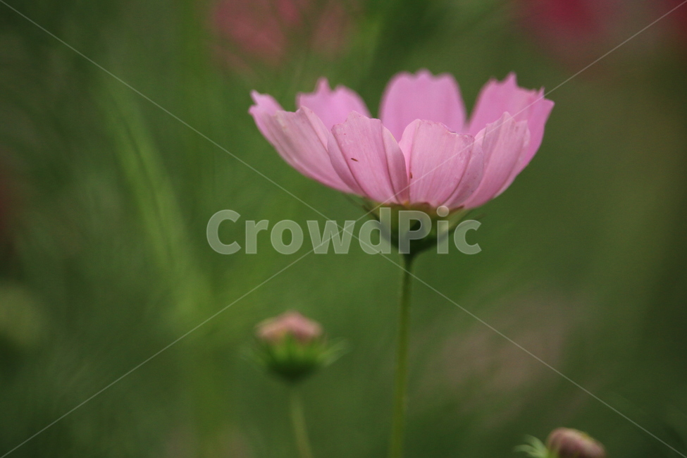 코스모스,꽃,꽃밭,정원,태화강대공원,가을,계절,fall,autumn,season,식물,자연,plants,nature,꽃,flower,plant,blossom
