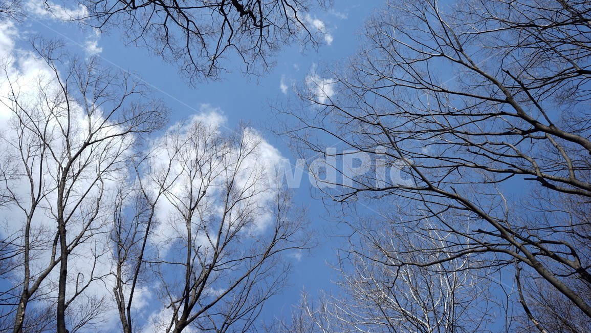 나무,겨울,자연,하늘,파란하늘,계절,나무가지,tree,sky,nature,winter,bluesky,branch,season,solitary,외로움,추위,꽃샘추위,숲,미세먼지없는,실루엣,하늘배경,가지,식물,마른잎,분위기,감성,겨울나무,쓸쓸함,고요,나뭇가지,풍경,겨울,계절,winter,season,식물,자연,plants,nature,나무,trees,wood