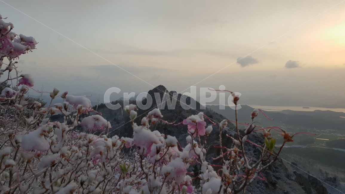주작산,덕룡산,진달래,눈꽃,풍경,봄눈꽃,진달래눈꽃,산,자연,풍경,nature,landscape