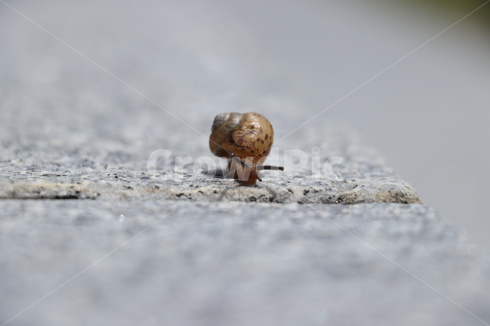 달팽이,동물,연체동물,snail,클로즈업