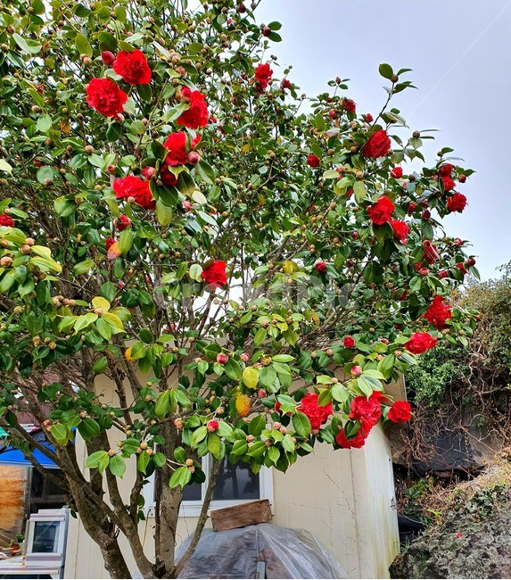 plant,식물,동백나무,빨간색,나무,동백,꽃