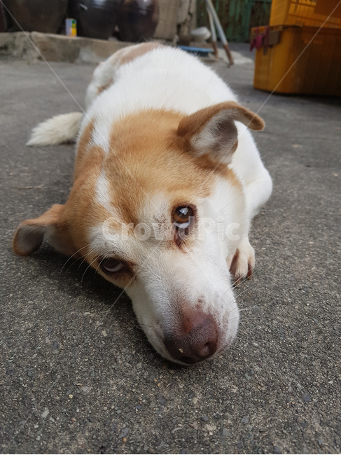 시골,점박이,개,눕다,엎드리다,눈동자,강아지,사랑스러운,dog,doggie,lie,mongrel,country,eyes,lovely,cement,spot,brown