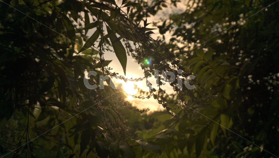 자연,공원,나무,노을,접사,nature,park,tree,sunset