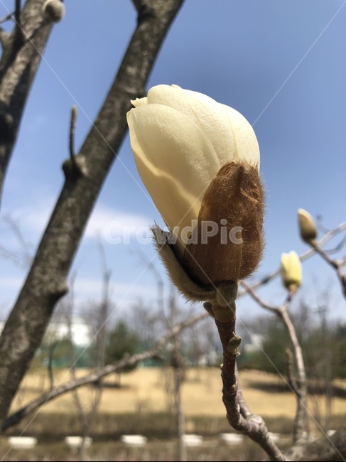 목련,꽃봉오리,꽃,목련꽃,봄의시작,봄,공원,산책,식물,자연,plants,nature,꽃,flower
