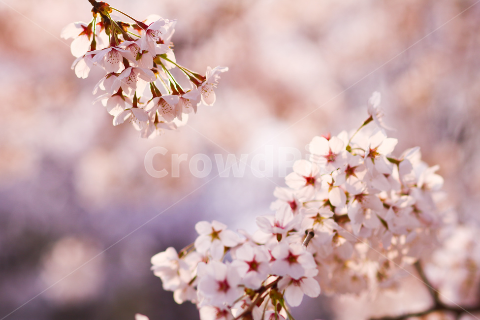 벚꽃,봄,꽃,cherryblossom,핑크,pink,white,flower