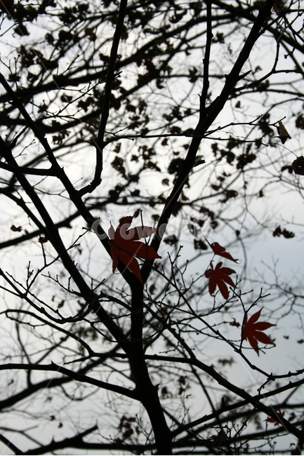 단풍,가을,나무,잎,식물,plants,nature,trees,고독,감성,가을,계절,fall,autumn,season,식물,자연,plants,nature,나무,trees,wood,leaf,plant,tree