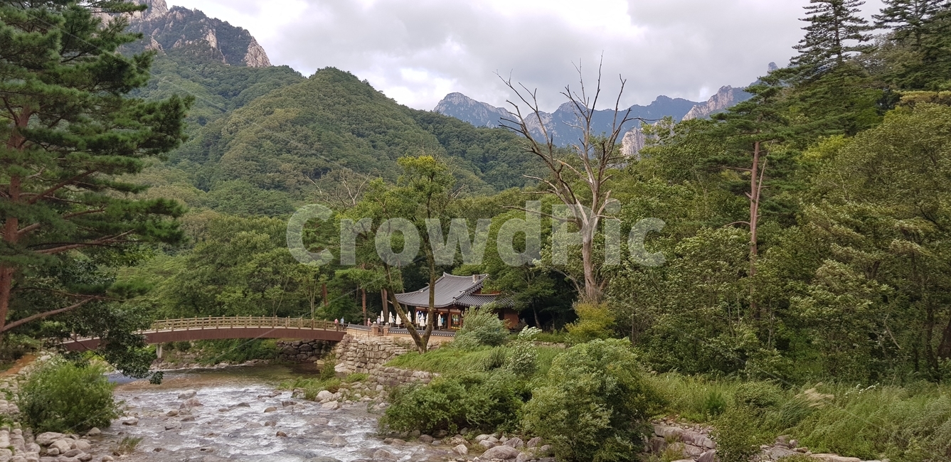 설악산,자연,풍경,나무,숲,등산