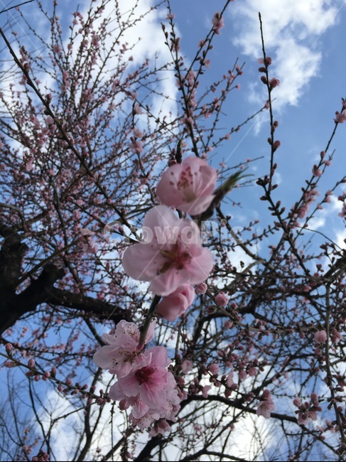 plant,식물,flower,꽃,blossom,벚꽃,cherryblossom,sakura