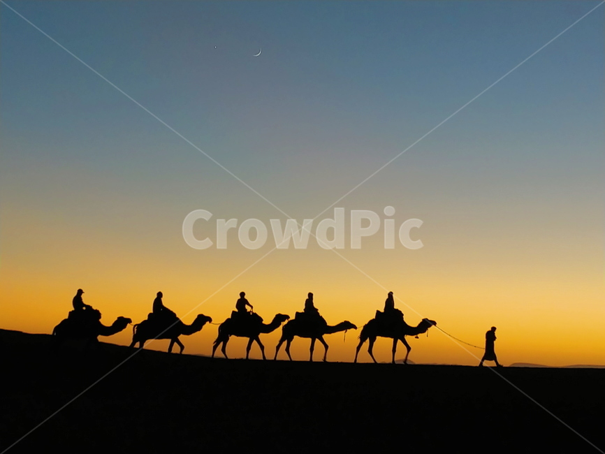 dune,모래언덕,nature,outdoors,사하라,사막,노을,사막노을,desert,sahara,자연,자연경관,모래,낙타,sunset,낙타무리,동물,animal,포유류,mammal,실루엣,그림자,silhouette,shadow