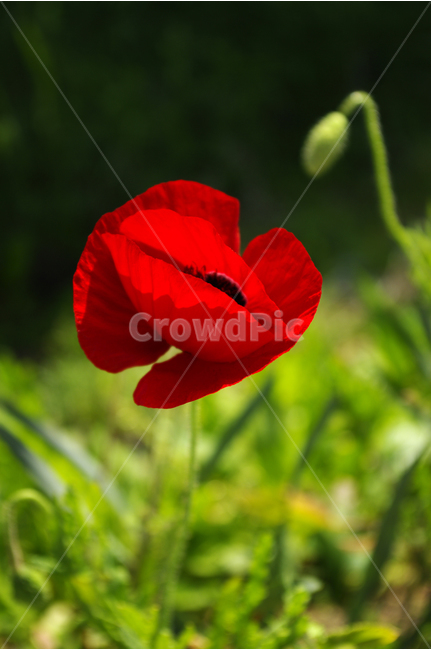 양귀비,꽃,플라워,flower,color,식물,레드,식물,자연,plants,nature,꽃,flower