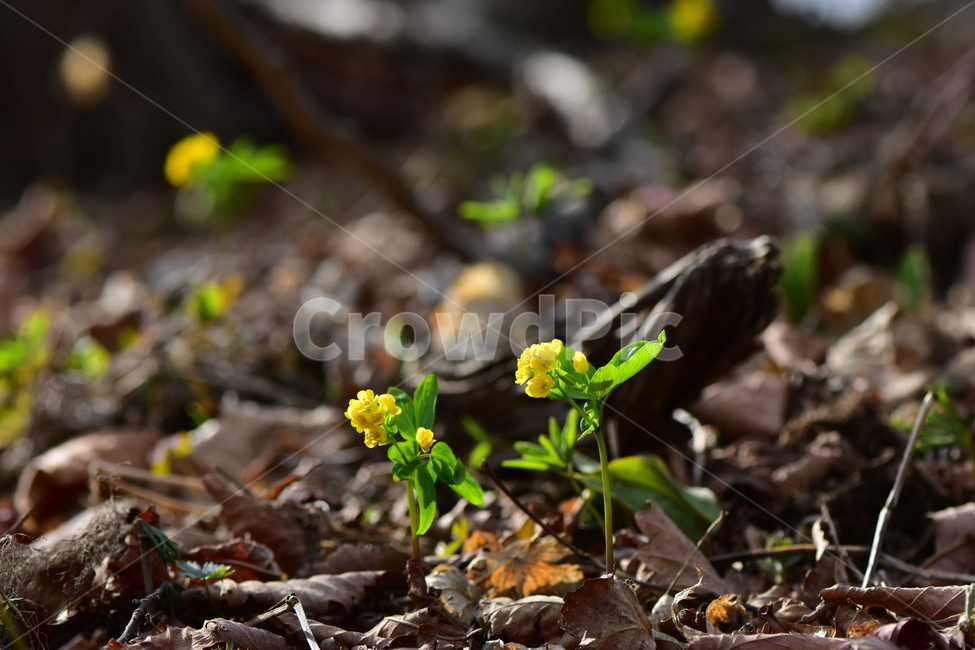 한계령풀,야생화,봄,꽃,풀꽃,자연,식물,식생,plants,nature,spring,season,flower