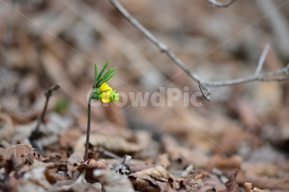 한계령풀,야생화,봄,꽃,풀꽃,자연,식물,식생,plants,nature,spring,season,flower