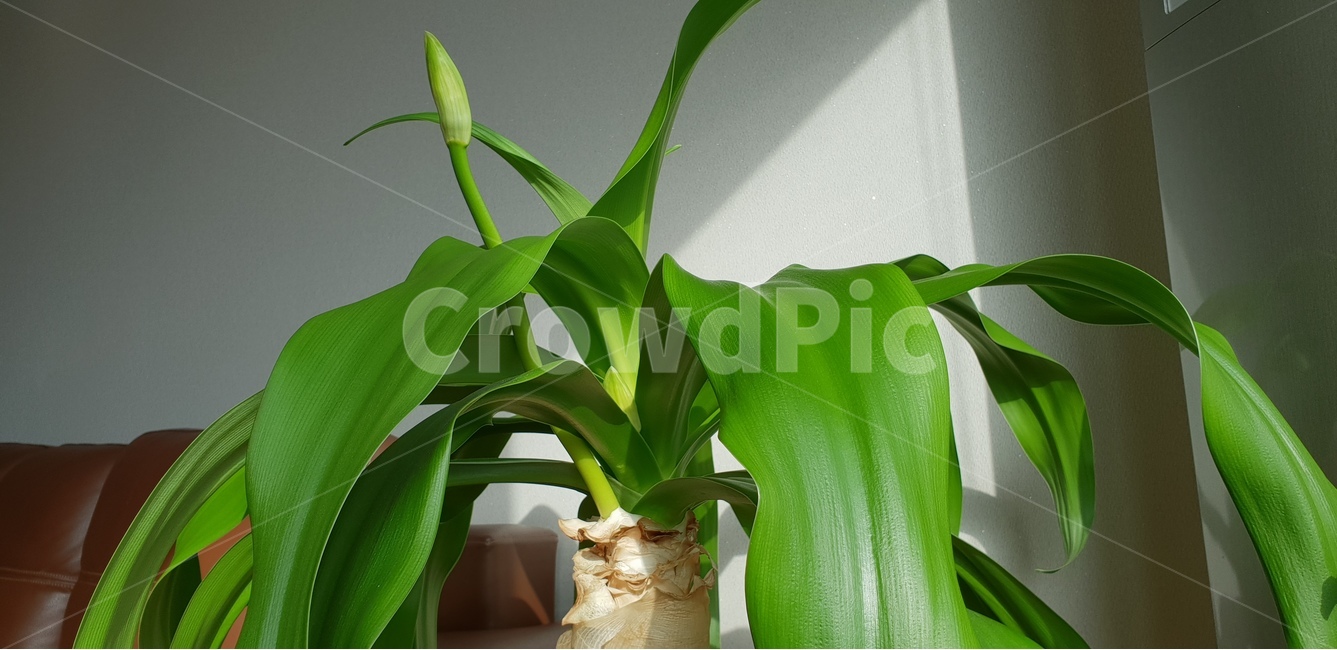 문주란,꽃,꽃대,토끼섬,천연기념물,초본식물,식물,자연,plants,nature,실내용화초,화분,화초,house plant,인테리어,실내디자인,interior design