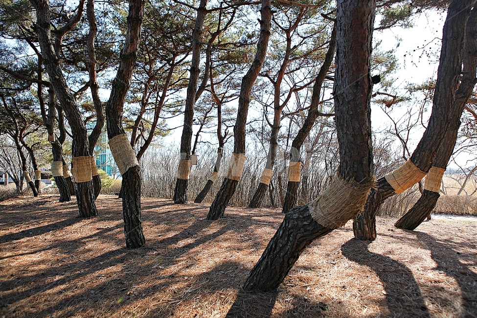 소나무,솔잎,숲,나무,식물,자연,풍경,겨울,공원,자연,풍경,nature,landscape