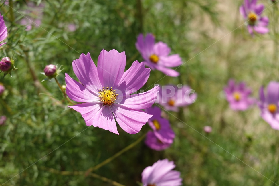꽃축제,가을꽃,배경화면,자연,flower,autumn,nature,가을,계절,fall,autumn,season,식물,자연,plants,nature,꽃,flower,plant