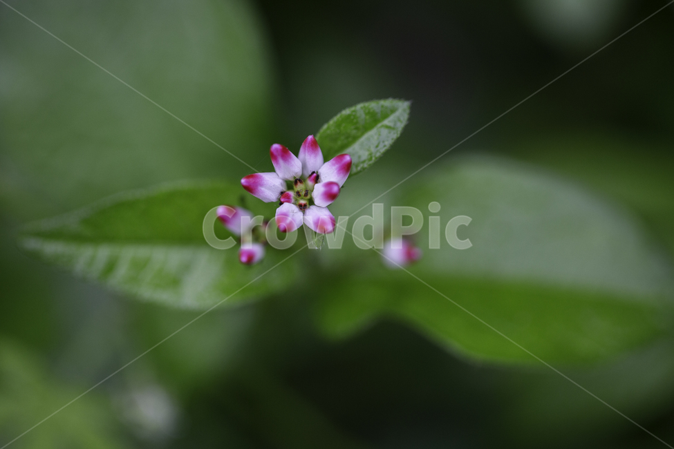 식물,자연,꽃,고마리,여름,식물,자연,plants,nature,꽃,flower