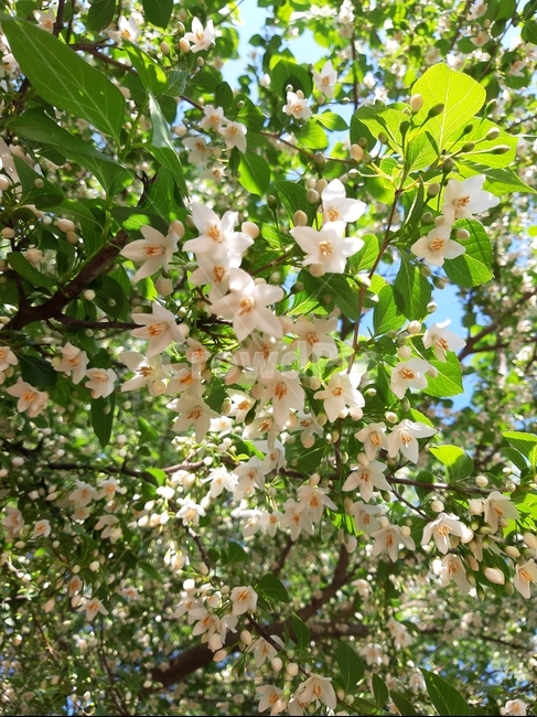 꽃,봄꽃,하얀꽃,flower,spring,봄