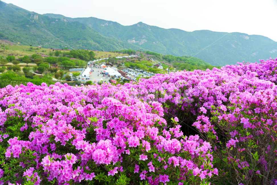 황매산,경남관광,합천군,산청군,철쭉제,봄,분홍물결,산상화원,자연,풍경,nature,landscape,flower,꽃,geranium,제라늄,blossom,plant,식물