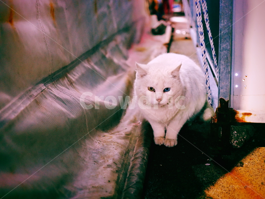 고양이,동물,오드아이,길고양이,눈,동물,animal,포유류,mammal,고양이,cat,kitten,kitty