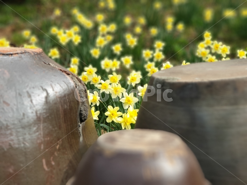 봄,봄꽃,수선화,서산유기방가옥,수선화축제,spring,자연,노란수선화,한국전통,한국문화,korean traditional,korean culture