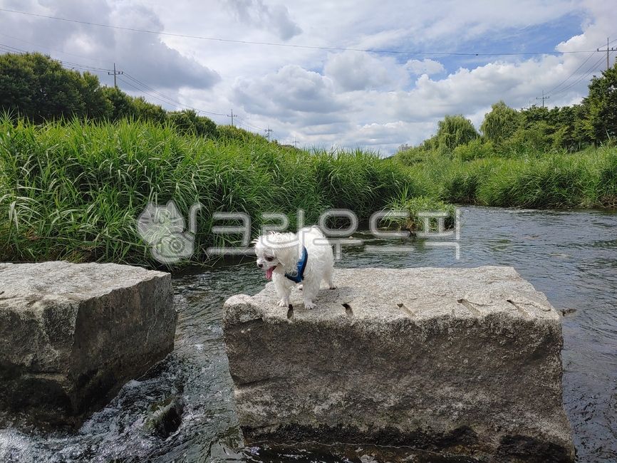 love,nyah,bush,cute,maltese,flower dog,flower,malty,cloud,natural disaster,puppy,happiness,joy,Cutie,River,stone bridge,autumn,sunny,dog,pet,walk,laugh,Sunny