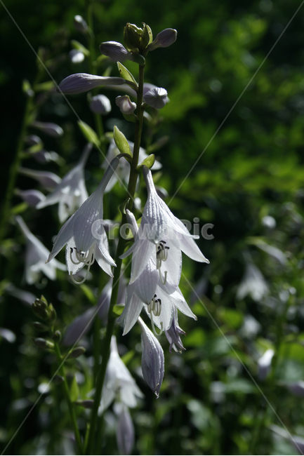 비비추,식물,flower,plants,nature,꽃,꽃봉오리,꽃밭,식물,자연,plants,nature,꽃,flower