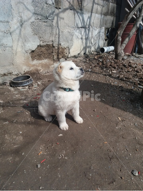 강아지,시골개,똥개,흰강아지,새끼강아지,동물,animal,포유류,mammal,개,강아지,dog,doggy