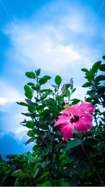 꽃,flowers,히비스커스,hawaiianhibiscus,분홍색꽃