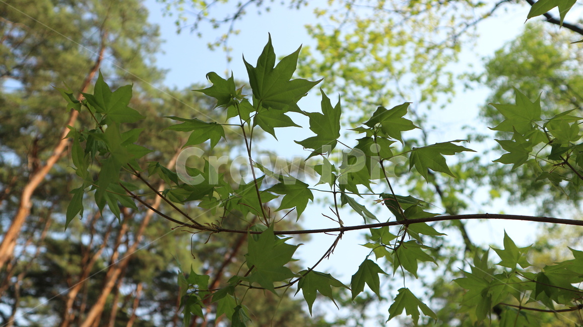 식물,잎,나무,tree,leaf,plant,자연,나뭇잎,초록
